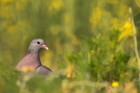holub hrivnak