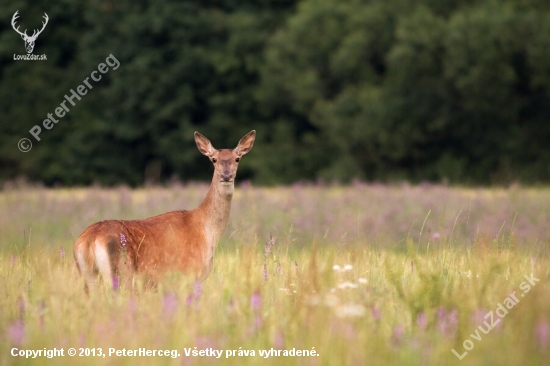 Cervus elaphus