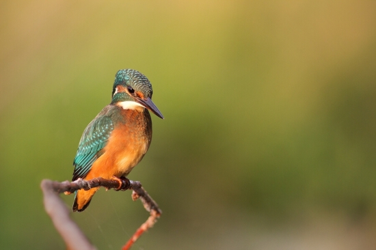 alcedo atthis