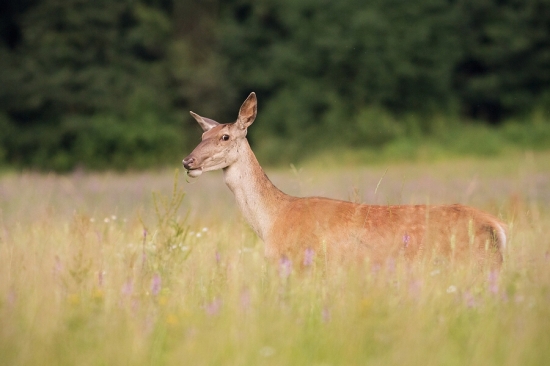 Cervus elaphus
