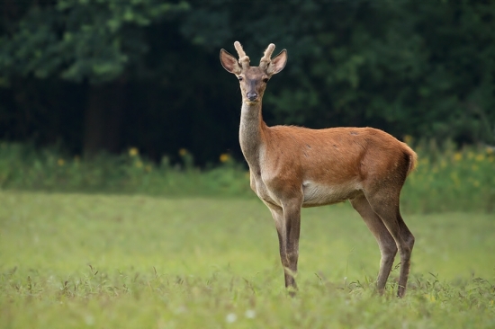 cervus elaphus
