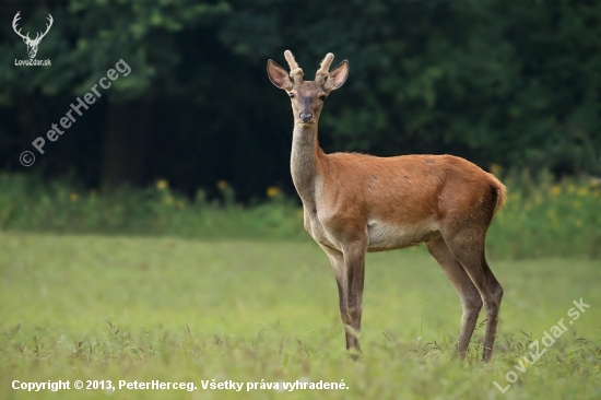 cervus elaphus