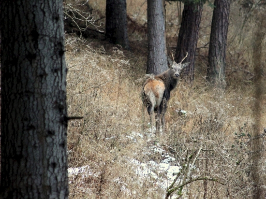 konečne sa smola prelomila ...