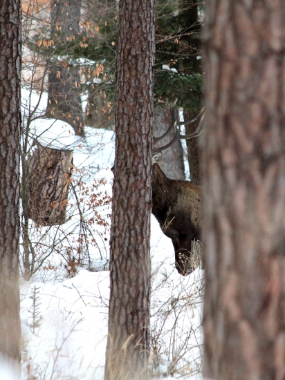 Keď sa jeleň hanbí :)