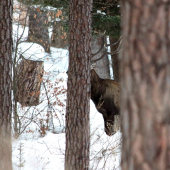 Keď sa jeleň hanbí :)