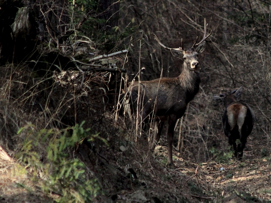 starší + mladší :)