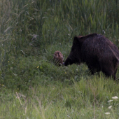 A ide sa do diviačieho raja :)