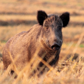 dívam sa do hnedých očí :)