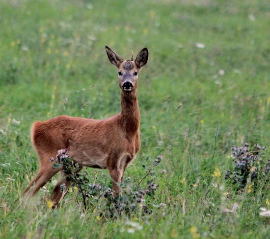 síce slabší ale konečne srnec...