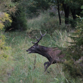 Ako mladík jeleničky obháňal ...