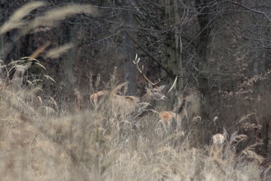 pokračovanie k ID  230439