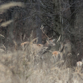 pokračovanie k ID  230439