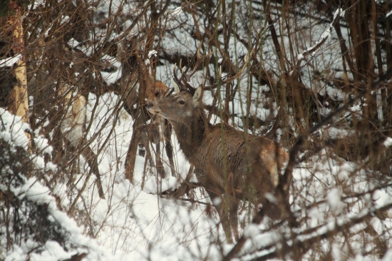 a ráno nám nasnežilo :)