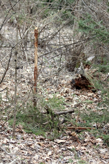 jeleník : smrečok 1:1