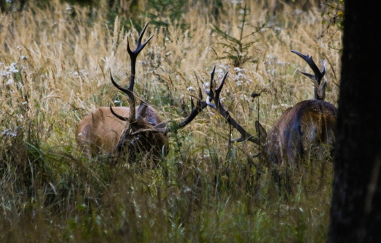 odvaha vs skúsenosť