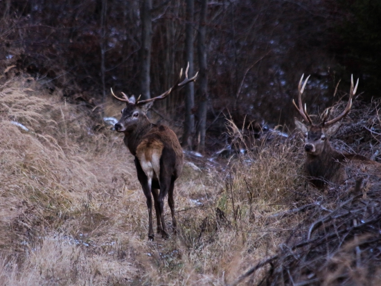 jeden a pol jeleňa ;-)