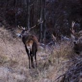jeden a pol jeleňa ;-)