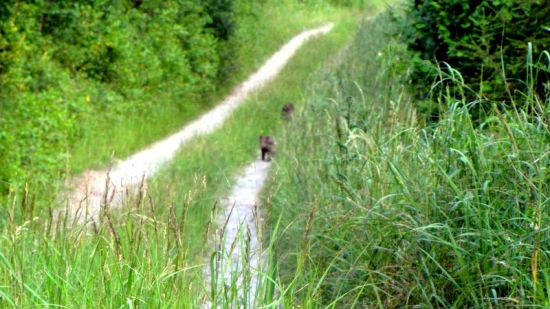 Kde bolo tam bolo, boli dve prasiatka :)