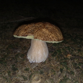 dubáčik