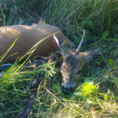 tohtoročný jednorožec