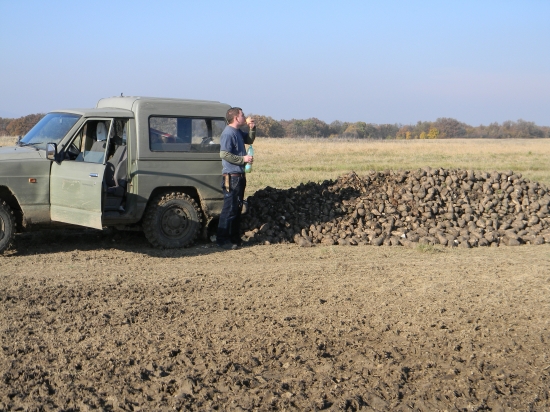 Prikrmovanie cukrovou repou