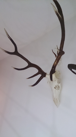 a už je doma vychodený