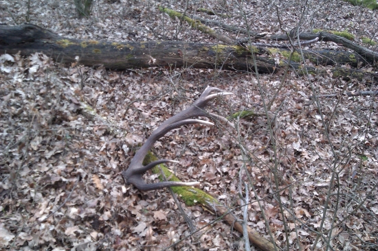 prvý pohľad na zlato