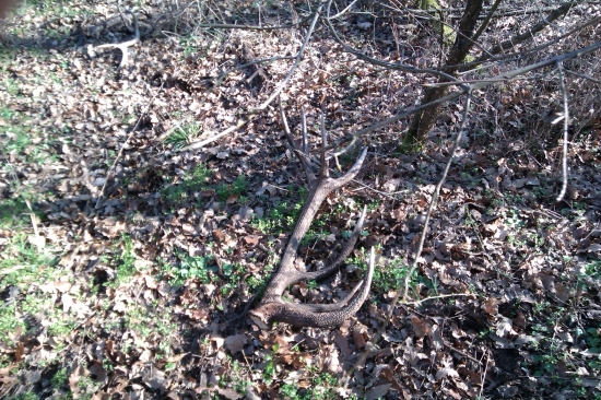 Dohľadaný pár k ID 234621