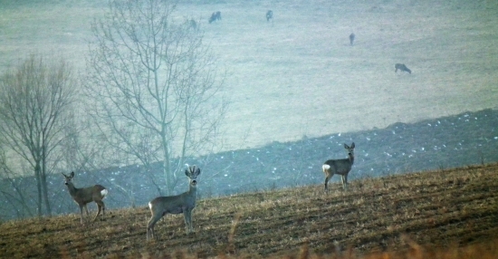 spoločná