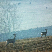 spoločná