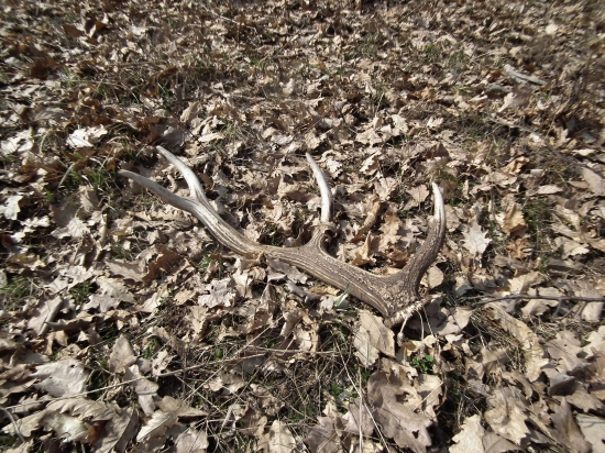 krpec s velkou ružicou