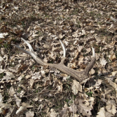 krpec s velkou ružicou