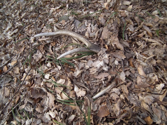 vyslobodenie z lístia