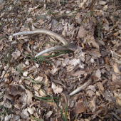 vyslobodenie z lístia