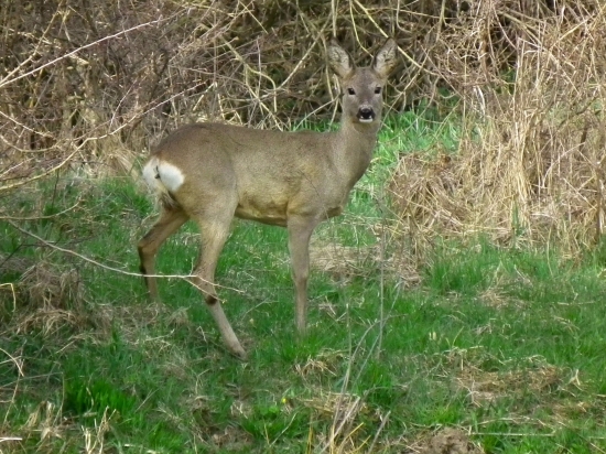 kočka samotárka