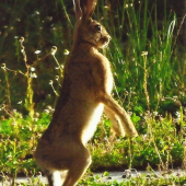 Kto je ďalší na rade!