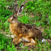 malý šlofík by nezaškodil