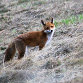 na podvečernom love
