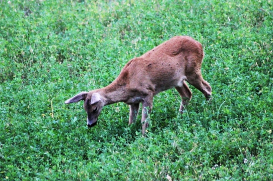 mikrospánok