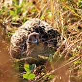 Ranné stretko v prírode.