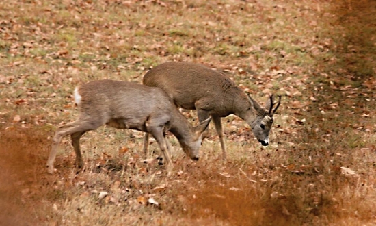 V spoločnosti dámy.