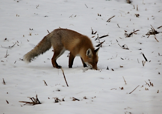 večera pod zimnou perinou.