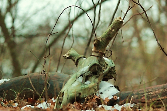 Nechápem ako sa mu tam dostal ten DRôT.