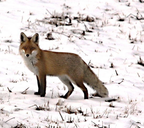 Líška prefíkaná.