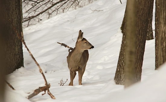Spiaca v dubovom lese.