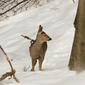 Spiaca v dubovom lese.