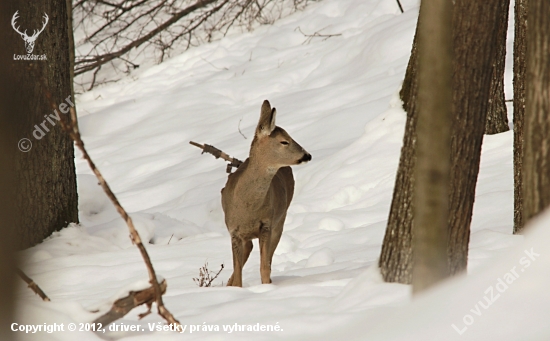 Spiaca v dubovom lese.