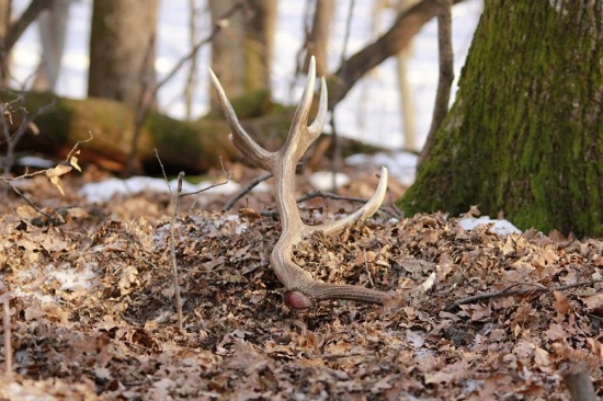 Jeden z jedného z králov.