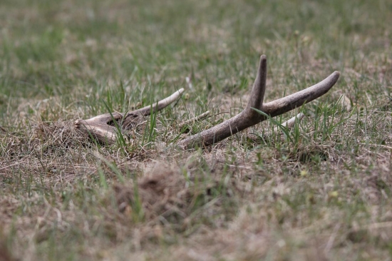 človek hladá narcisy a ľaľa.