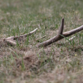 človek hladá narcisy a ľaľa.